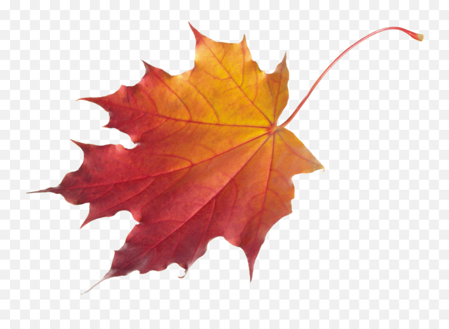 Ftestickers Autumn Fall Leaf Maple Fallcolors - Transparent Background Fall Leaf Emoji,Maple Leaf Emoji