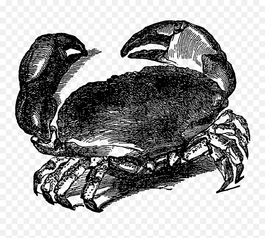 Crabs Clipart Vintage Crabs Vintage Transparent Free For - Clip Art Emoji,Crab Emoji