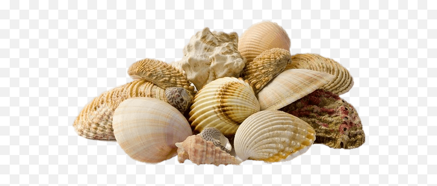 Seashells - Seashells Png Emoji,Seashell Emoji