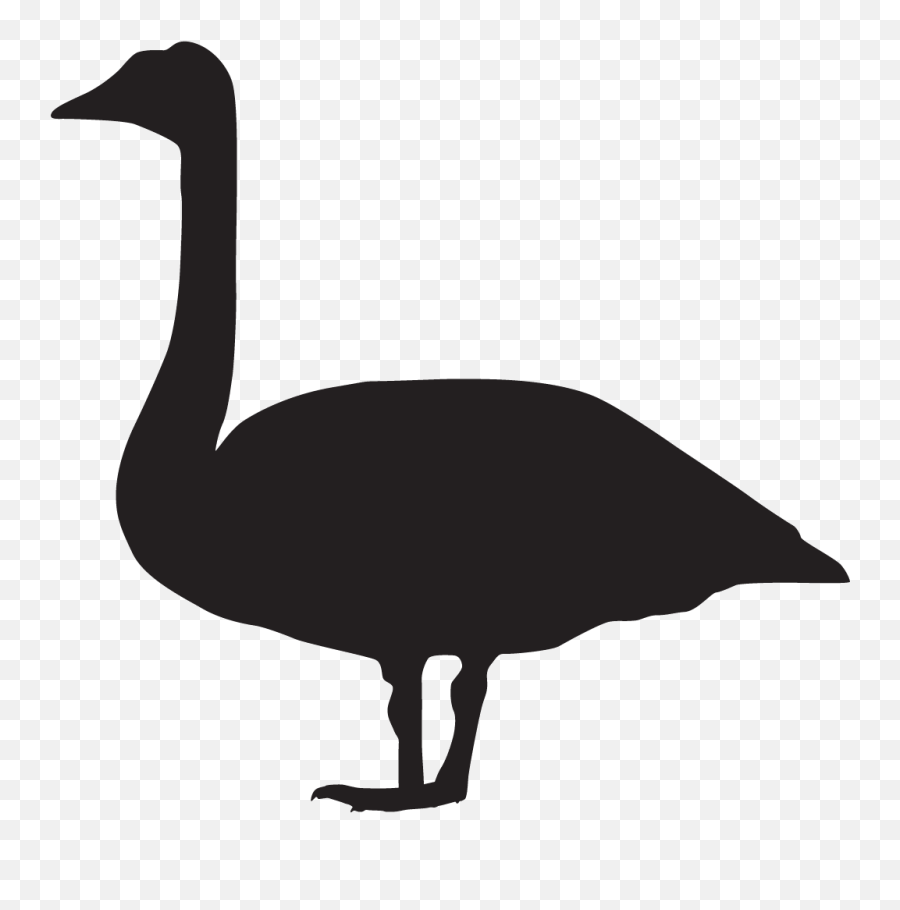 Mute Swan Overview All About Birds Cornell Lab Of Ornithology - Mute Swan Silhouette Emoji,Swan Emoji