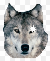 Top Wolf Paw Prints Stickers For Android U0026 Ios Gfycat - Wolf Snow Emoji,Paw Print Emoji