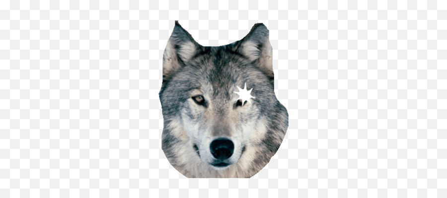 Top Wolf Paw Prints Stickers For Android U0026 Ios Gfycat - Wolf Snow Emoji,Paw Print Emoji