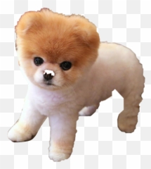 Jiffpom Freetoedit - Cutest Dogs In The World Emoji