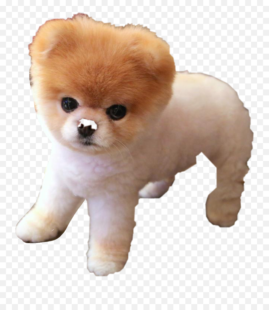 Jiffpom Freetoedit - Cutest Dogs In The World Emoji,Jiffpom Emoji