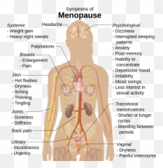 Symptoms Of Menopause - Kidney On Body Diagram Emoji