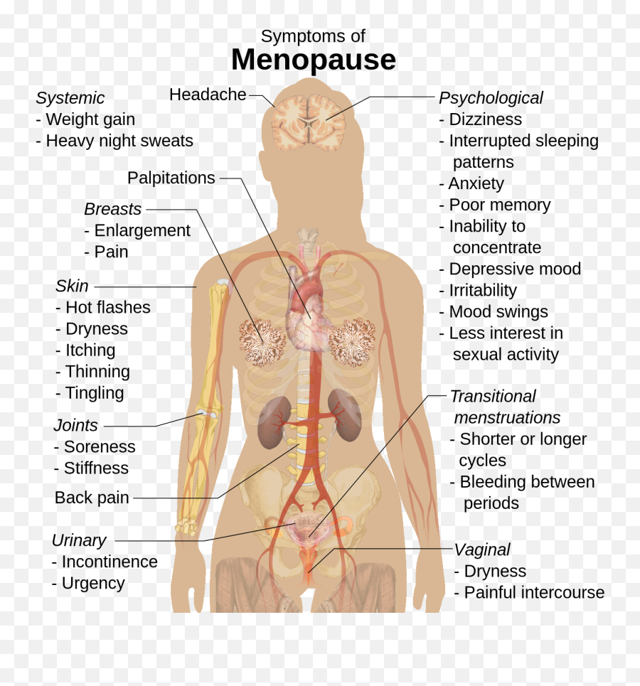 Symptoms Of Menopause - Kidney On Body Diagram Emoji,Headache Emoji