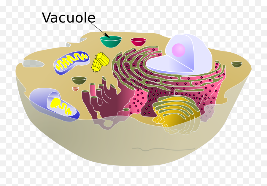 Biological Cell Vacuole - Plant Vs Animal Vacuole Emoji,Birthday Cake Emoticon Text