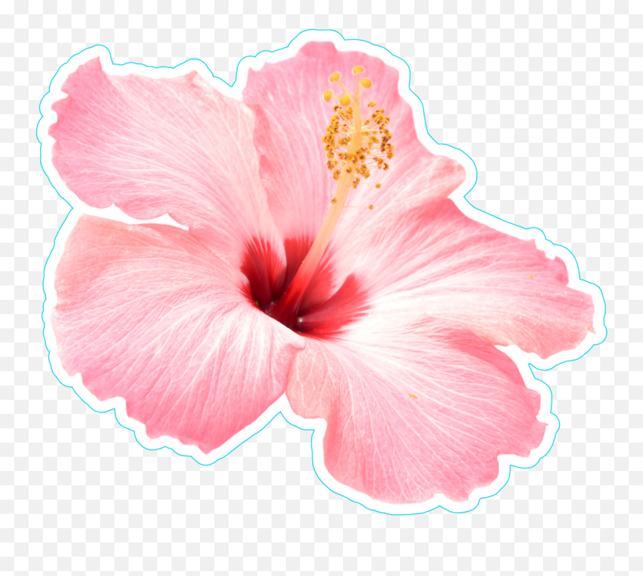 Hawaiian Flower Png - Pink Hibiscus Flower Png Transparent Hawaiian Flowers Transparent Plumerias Emoji,Hibiscus Emoji