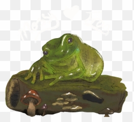 Intention Tea Lights Pack Of 4 Mossy Frog - American Bullfrog Emoji,Frog Tea Emoji
