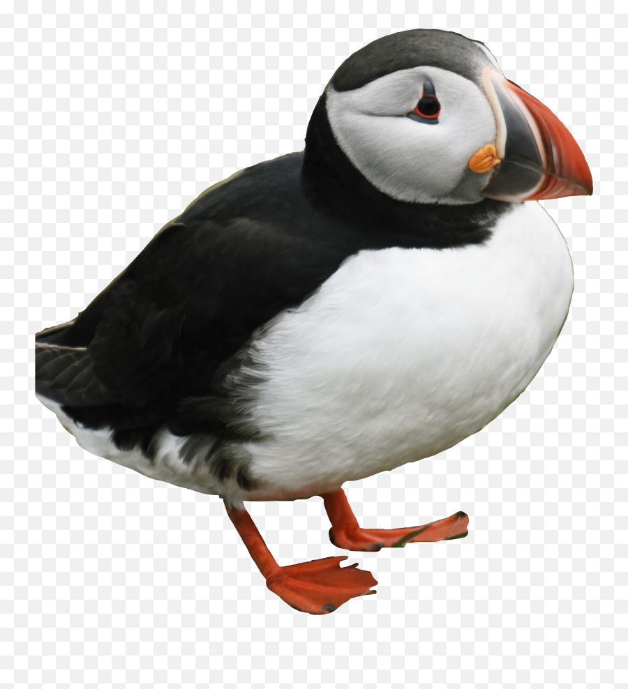 Puffin Penguin Bird Iceland Cute - Atlantic Puffin Emoji,Puffin Emoji