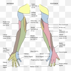 Lesão Do Plexo Braquial - Cutaneous Innervation Of Upper Limb Emoji,Bicep Flex Emoji
