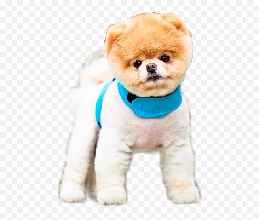 Boo Jiffpom - Cute Dog Wallpapers Iphone 5 Emoji,Jiffpom Emoji