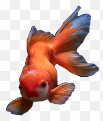Goldfish Pet Animal Sticker - Goldfish Emoji,Goldfish Emoji