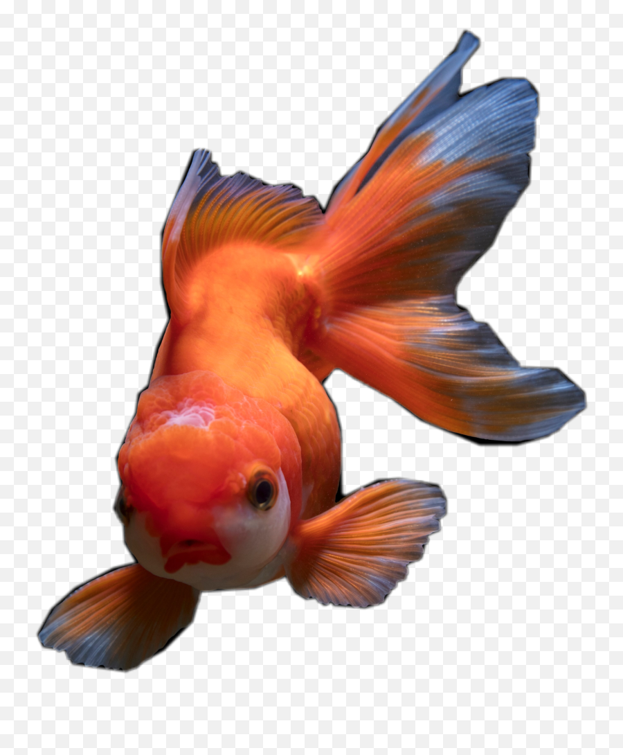 Goldfish Pet Animal Sticker - Goldfish Emoji,Goldfish Emoji