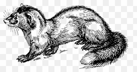 Polecat Png Svg Clip Art For Web - Sredni Vashtar By Saki Emoji,Weasel Emoji