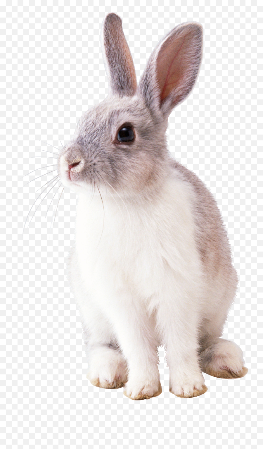 Bunny Rabbit Transparent Png Clipart - Rabbit Png Emoji,White Rabbit Emoji
