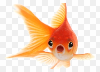Transparent Background Goldfish Clipart - Goldfish Png Emoji,Goldfish Emoji