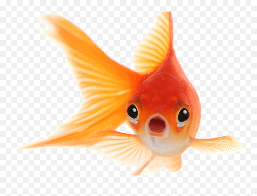 Transparent Background Goldfish Clipart - Goldfish Png Emoji,Goldfish Emoji