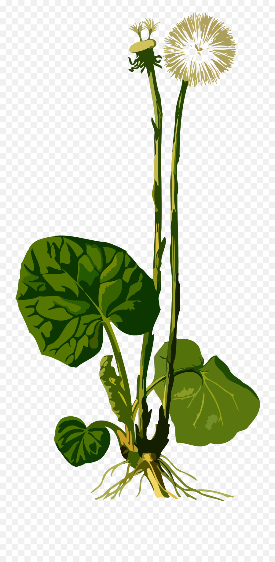 Plant Clipart Herb Plant Herb - Tussilago Farfara Emoji,Herb Emoji