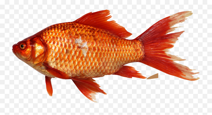 Fish Clipart Transparent Fish Fish - Fish Png Emoji,Goldfish Emoji