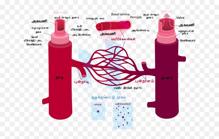Blood Vessels - Labelled Blood Vessels Emoji,Lipstick Emoji