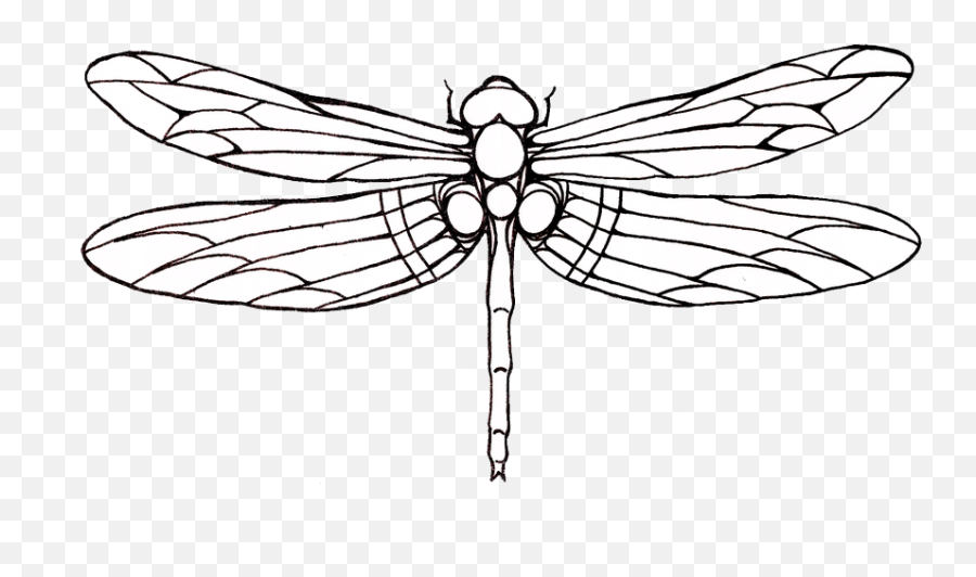 Download Dragonfly Tattoos Png Hq Png Image In Different - Simple Outline Dragonfly Drawing Emoji,Dragonfly Emoji