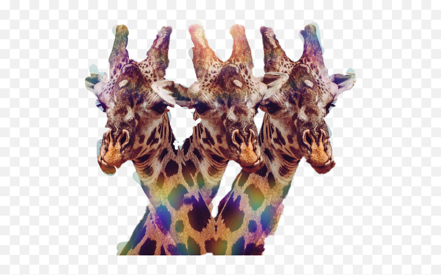 Largest Collection Of Free - Toedit Jerapah Stickers On Picsart Transparent Giraffe Gif Emoji,Giraffeemoji.com