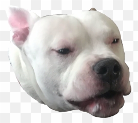 dog white woof snout sad boopthesnoot freetoedit - Dogo Guatemalteco Emoji