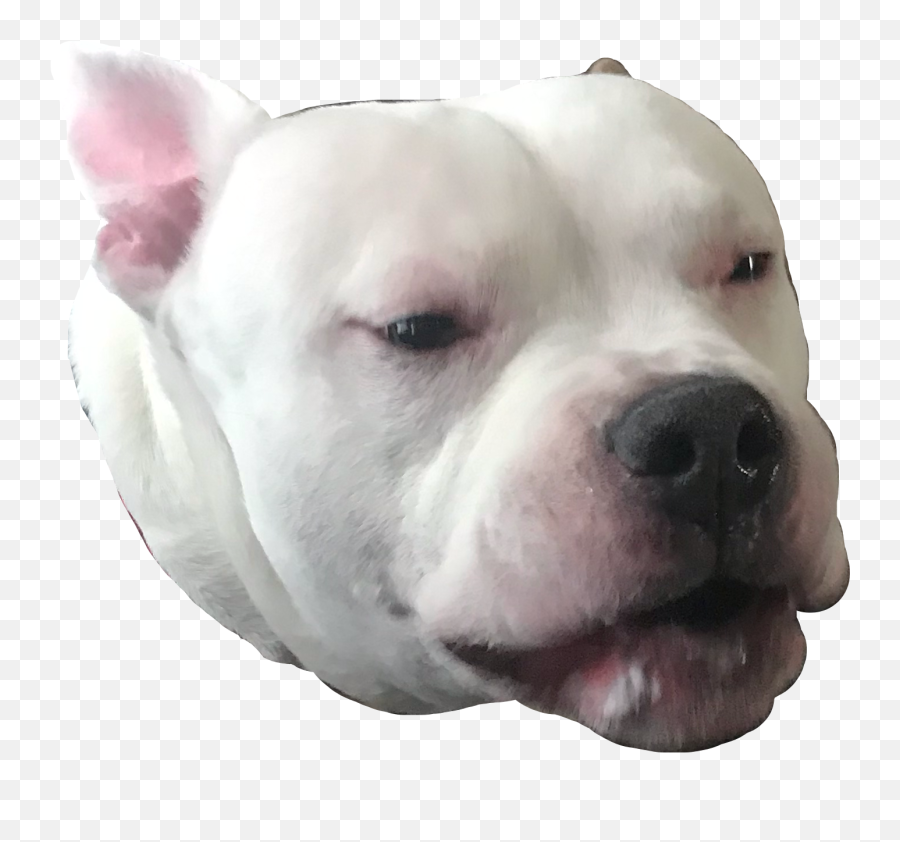 Dog White Woof Snout Sad Boopthesnoot Freetoedit - Dogo Guatemalteco Emoji,Sad Dog Emoji
