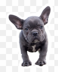 Trending French Bulldog Stickers - French Bulldog Emoji,French Bulldog Emoji