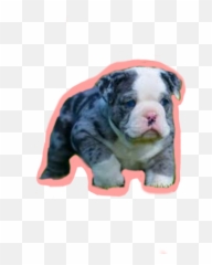 Bulldog Stickers - English Bulldog Puppy Blue Emoji,Bulldog Emoji