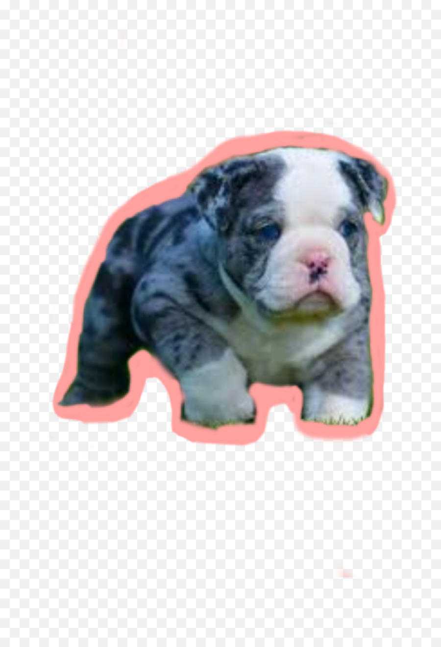 Bulldog Stickers - English Bulldog Puppy Blue Emoji,Bulldog Emoji