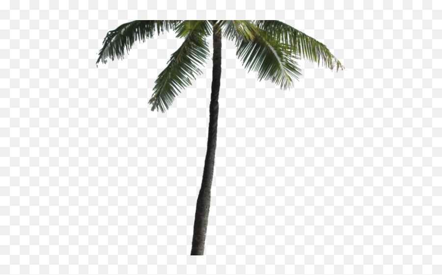 Palm Tree Png Transparent Images - Palm Trees Png Palm Trees Clear Background Emoji,Palm Tree Emoji Png