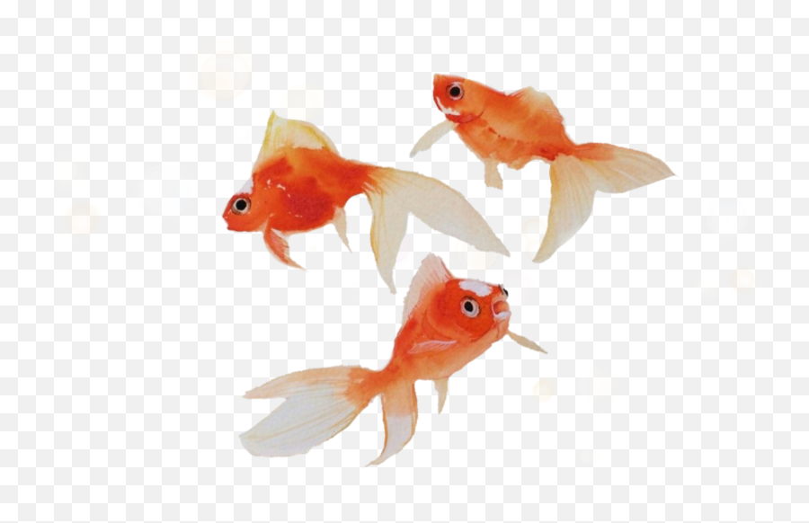 Orange Fish Goldfish Sea Seacreatures - Goldfish Emoji,Goldfish Emoji