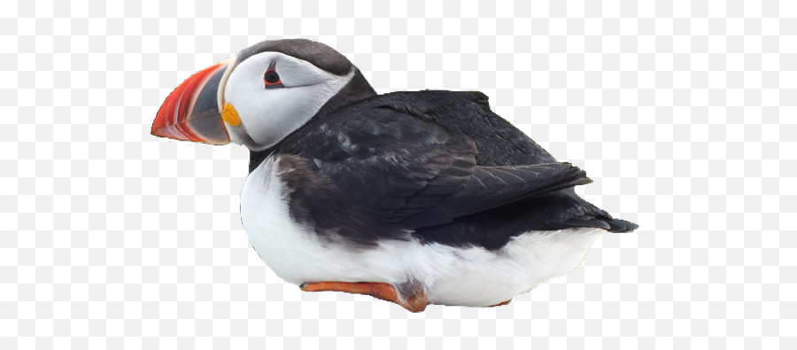 Puffin Bird Cute Pngs Png - Atlantic Puffin Emoji,Puffin Emoji