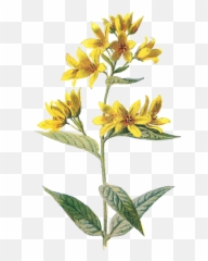Avatan Plus - Transparent Flower Png Aesthetic Emoji