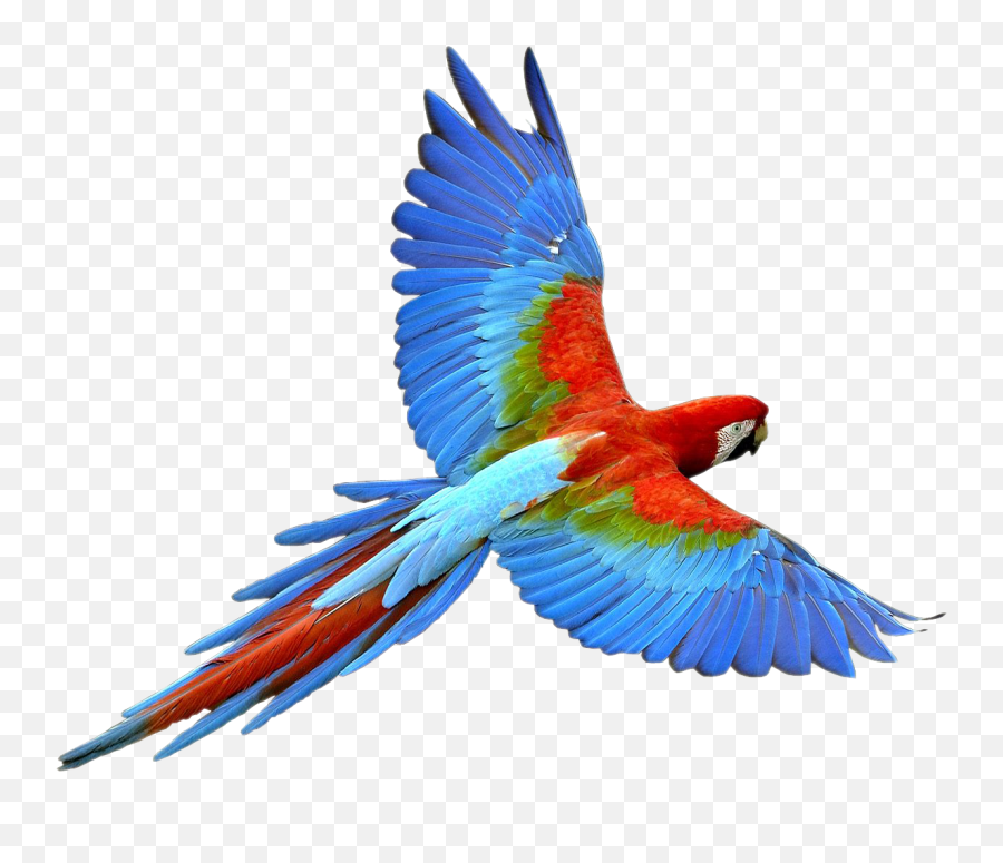 Parrot Png Images Free Pictures Download - Parrot Png Emoji,Parrot Emoji