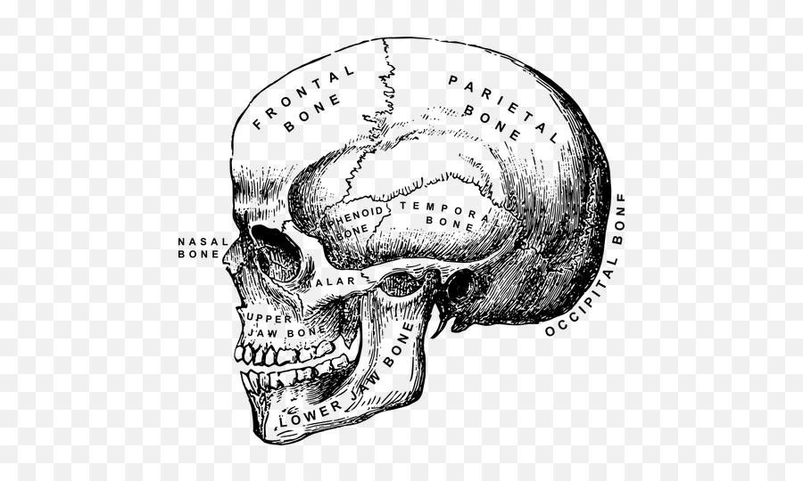 Ilustração Em Vetor De Crânio Humano Com Nomes De Ossos - Human Anatomy Png Vintage Emoji,Skull Emoticons