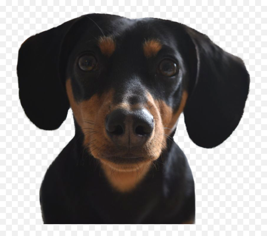 Dachshund Clipart Black Tan Dachshund - Dachshund Emoji,Wiener Dog Emoji