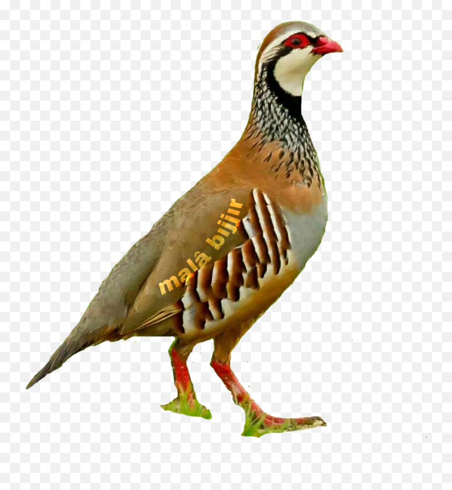 Bedo - Partridge Emoji,Quail Emoji