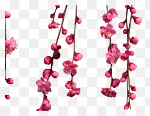 Hanging Cherry Blossoms PSD Official PSDs - Png Emoji