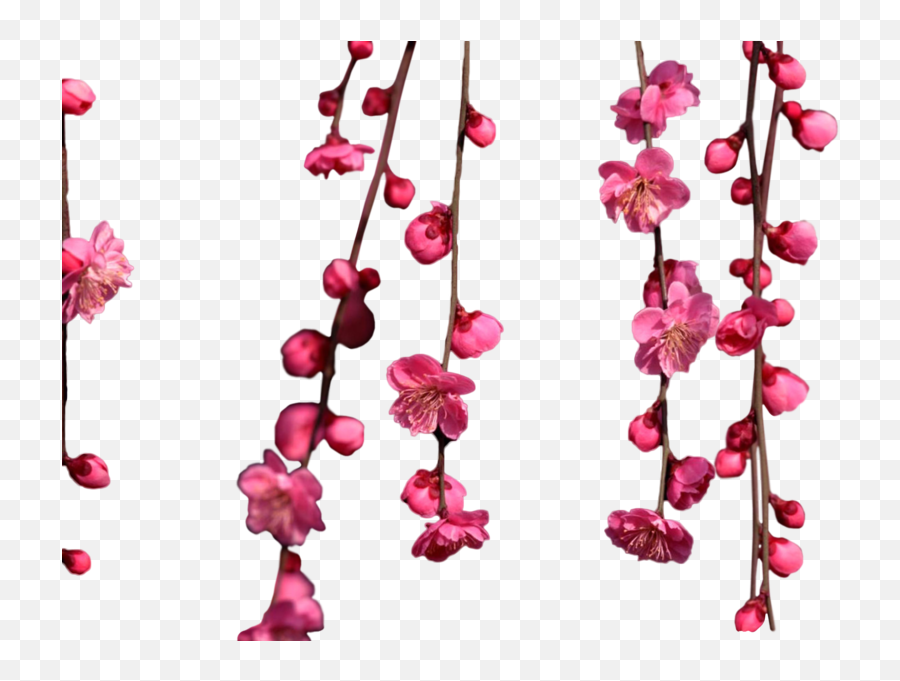 Hanging Cherry Blossoms Psd Official Psds - Hanging Cherry Blossom Png Emoji,Cherry Blossom Emoji