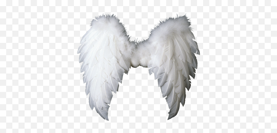Angel Wings White Transparent - 14349 Transparentpng Angel Wings Png Transparent Emoji,Angel Wings Emoji