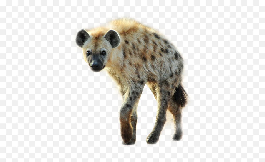 The Newest Hyena Stickers On Picsart - Spotted Hyena Emoji,Hyena Emoji