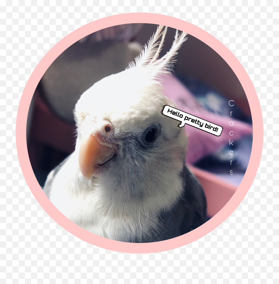 Birds Parrot Cute This Is Sticker By Zuzu - Cockatiel Emoji,Parrot Emoji