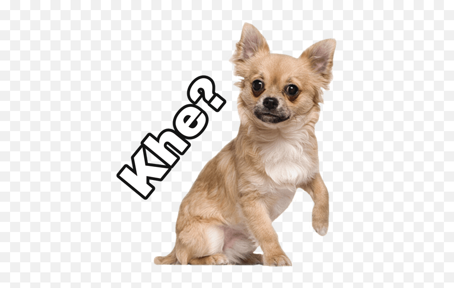 Chihuahuas Random - Chihuahua 6 Meses Emoji,Chihuahua Emoji