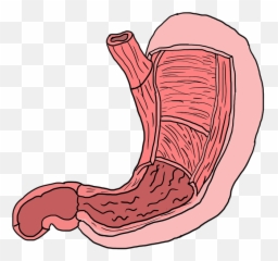 Stomach Muscles Layers Emoji
