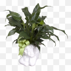 Angel Planter With Peace Lily - Houseplant Emoji,Cutting Grass Emoji