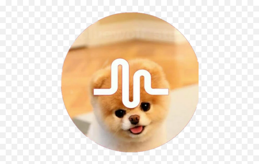 Popular And Trending Jiffpom Stickers Emoji,Jiffpom Emoji