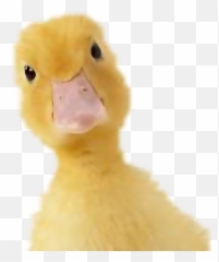 Ducks Ayyy - Duck Emoji,Ayyy Emoji